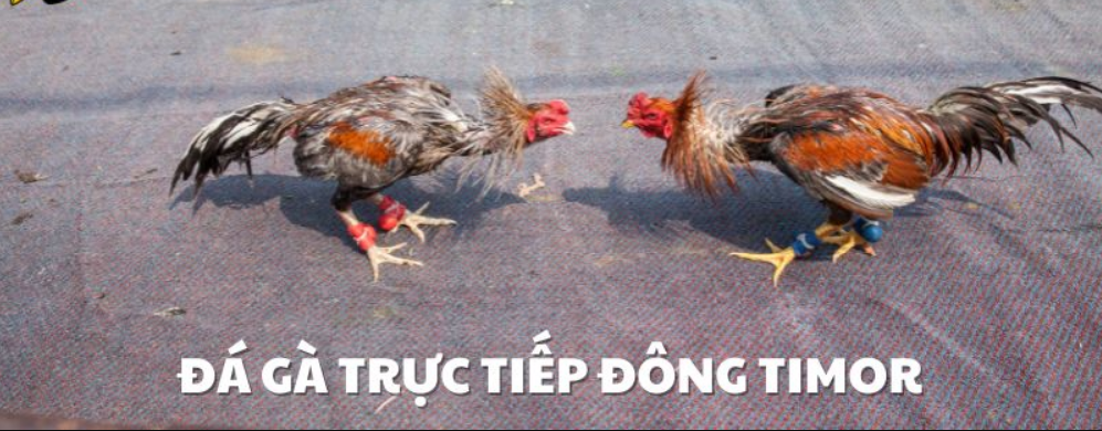 Đá gà trực tiếp Đông Timor